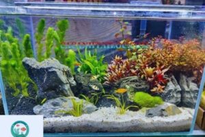 Bể Cá Thủy Sinh Tại Hà Nội – Địa Chỉ Uy Tín, Chất Lượng Nhất!
