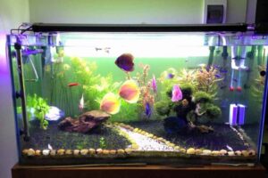 Máy Sưởi Bể Cá Cảnh: Chọn Lựa, Sử Dụng Và Những Lưu Ý Quan Trọng