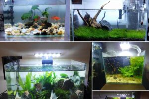 Phụ Kiện Bể Cá Cảnh: Cách Setup Bể Cá Tại Nhà