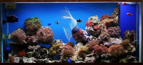 Bể cá nước mặn – Hướng dẫn chi tiết chọn, lắp đặt và chăm sóc bể cá nước mặn