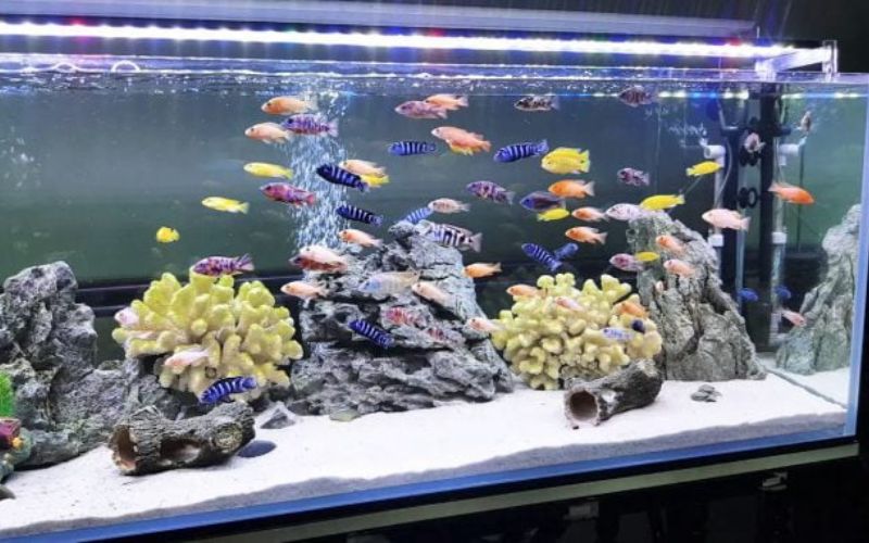 4. Chọn đèn theo loại bể