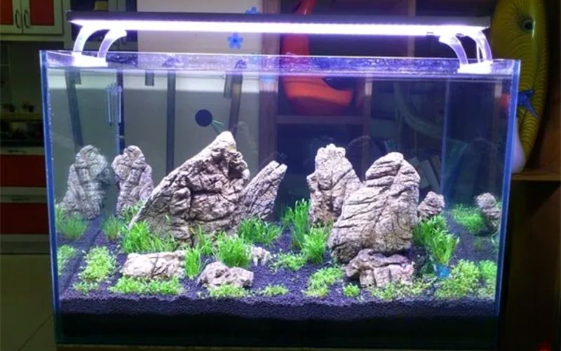 6. Lịch chiếu sáng (photoperiod) và quản lý rêu