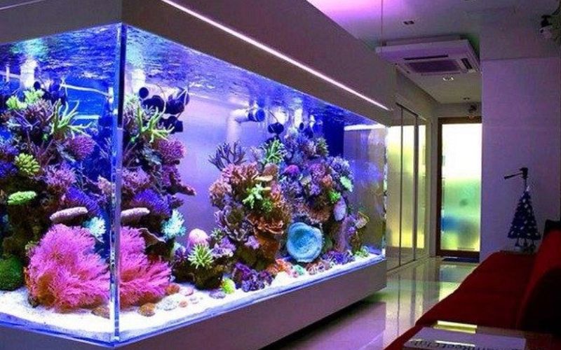 1. Tại sao ánh sáng quan trọng với bể cá cảnh?