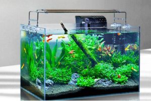 Cách làm bể cá thủy sinh đẹp, ít tảo, bền lâu — Bí quyết từ A đến Z