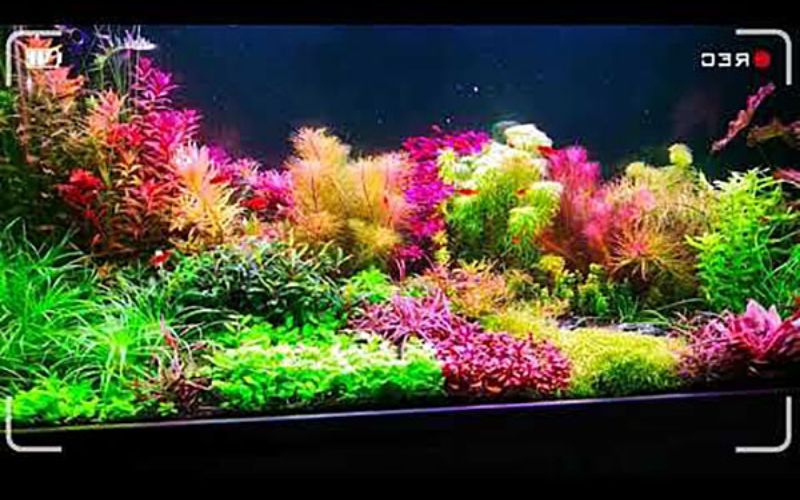 Lựa chọn cây thủy sinh và cá phù hợp