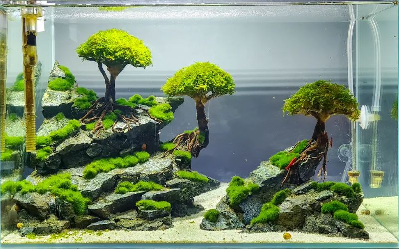 Thiết kế bể cá thủy sinh — Những bước cơ bản