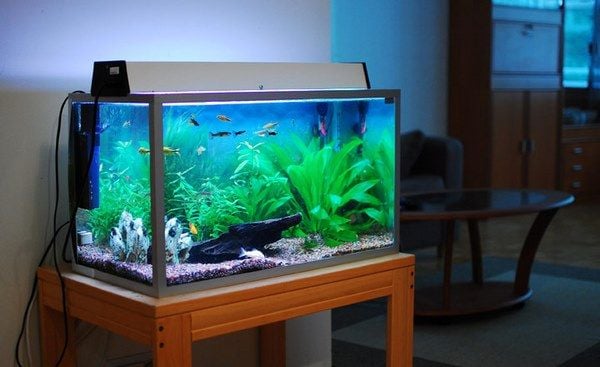 Các loại bể thủy sinh phổ biến