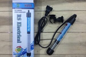 Vì sao bể cá cần máy sưởi bể cá cảnh dù ở khí hậu nóng?