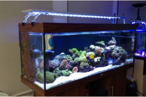 Đèn bể cá cảnh ảnh hưởng thế nào đến màu sắc và sức khỏe của cá?