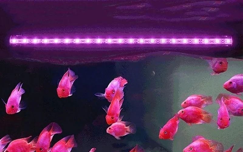 đèn bể cá cảnh