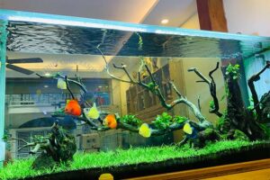 Giá bể cá thủy sinh tại Hà Nội mới nhất – Mẫu bể đẹp và giá tham khảo