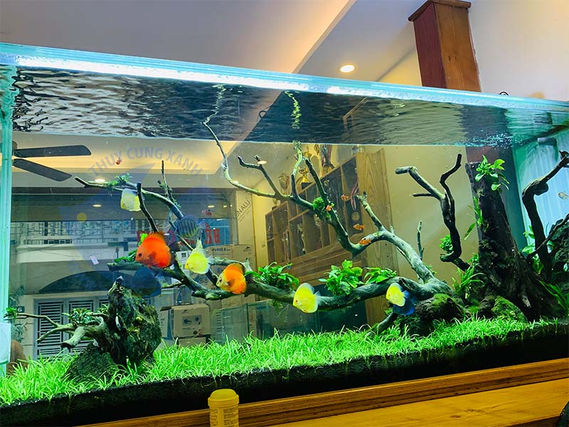Giá bể cá thủy sinh tại Hà Nội mới nhất – Mẫu bể đẹp và giá tham khảo
