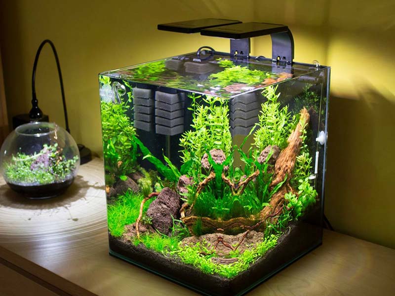 Giá bể cá thủy sinh tại Hà Nội phụ thuộc vào những yếu tố nào?