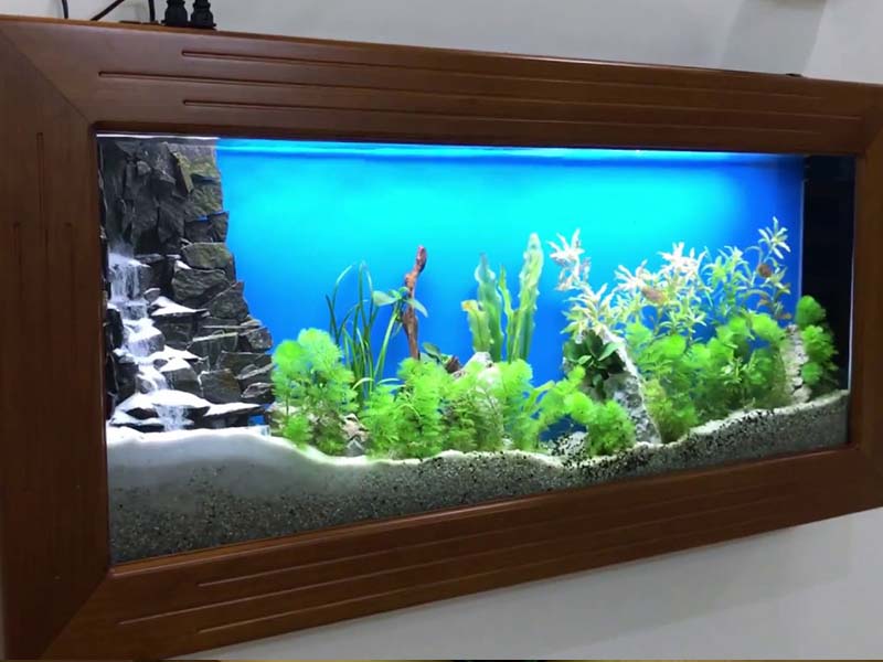 Các mẫu bể cá thủy sinh đẹp được ưa chuộng tại Hà Nội