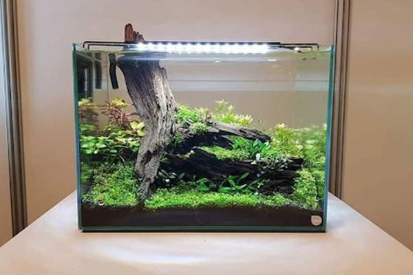 Mẫu bể cá thủy sinh đẹp