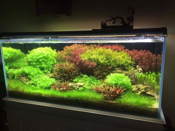 Mẫu bể cá thủy sinh đẹp